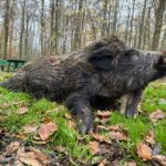 Wild boar tuskers hunt in Croatia