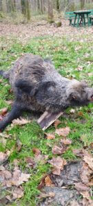 Hunting wild boar- tusker in Croatia 2026/2027 0
