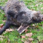 Wild boar tuskers hunt in Croatia