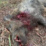 Wild boar tuskers hunt in Croatia