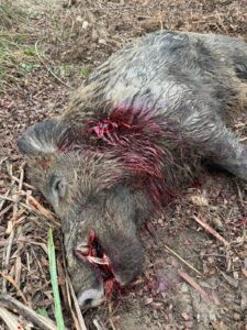 Hunting wild boar- tusker in Croatia 2026/2027 2