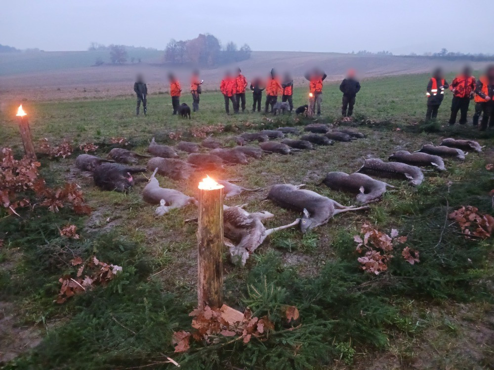 Driven hunt for 3 days in the Czech Rebublic 2026