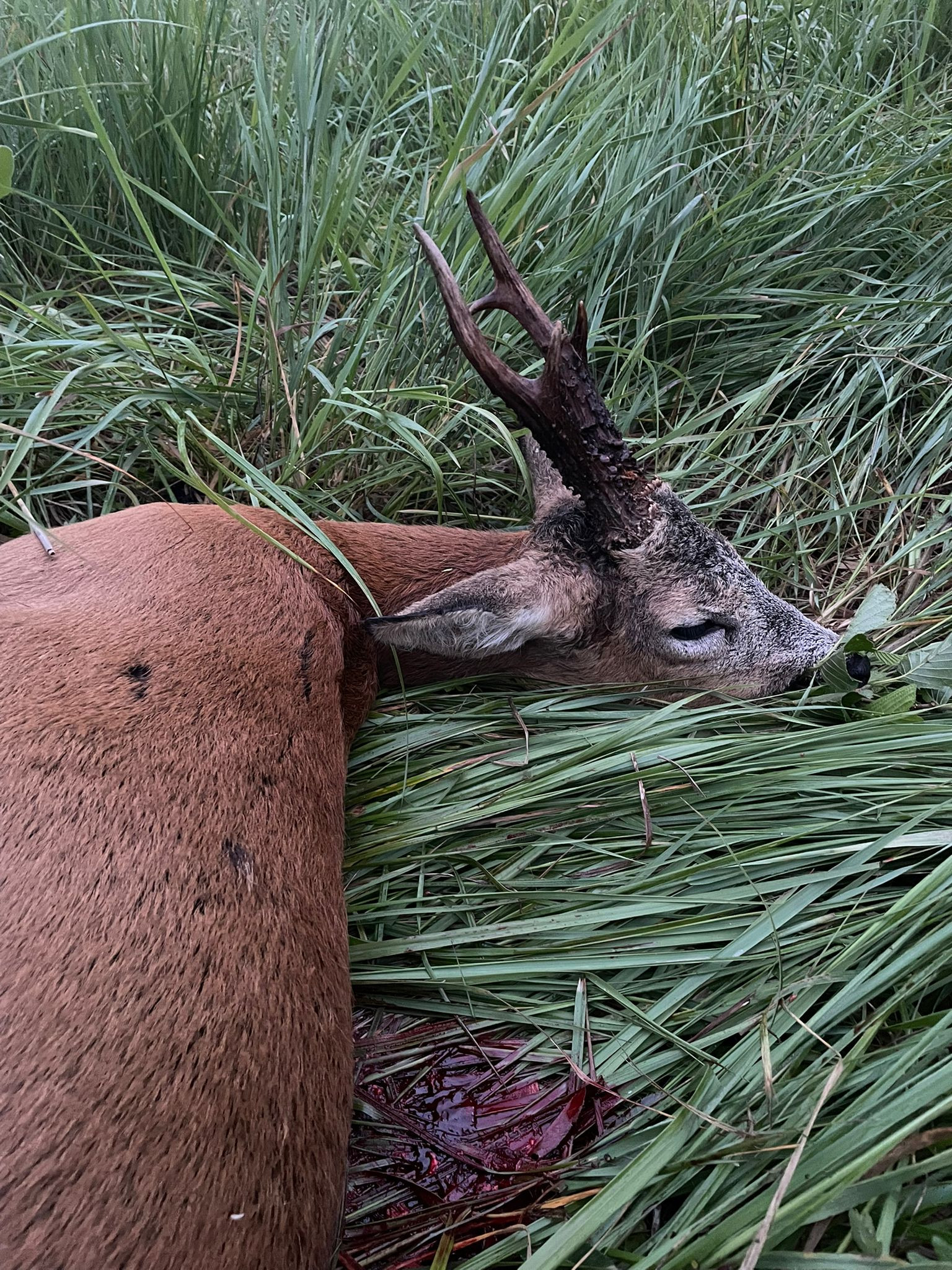 Roe buck hunting in the Northern Bohemian 2026