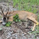 Roe deer hunting in the Ore Mountains (2)