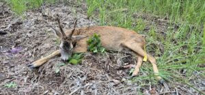 Roe buck hunting in the Northern Bohemian 2026 1