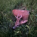 Roe deer hunting in the Ore Mountains (3)
