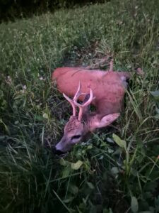 Roe buck hunting in the Northern Bohemian 2026 2