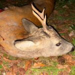 Roe deer hunting in the Ore Mountains (4)