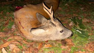 Roe buck hunting in the Northern Bohemian 2026 0
