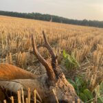 Roe deer hunting in the Iron Mountains (1)