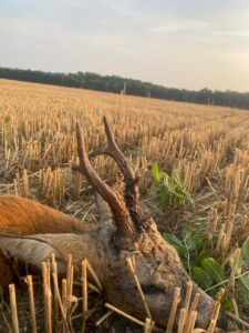 Roe buck hunting in the Iron Mountains 2026 0