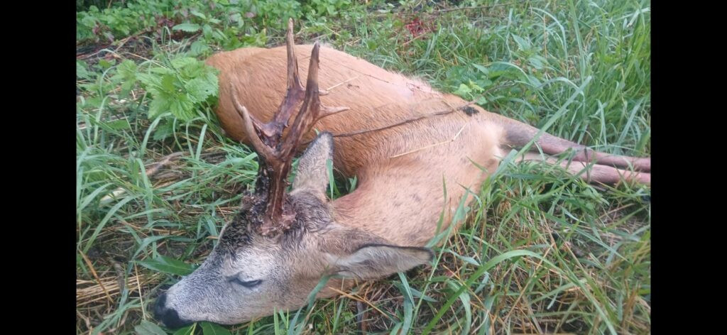 Roe buck hunting in the Iron Mountains 2026