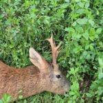 Roe deer hunting in the Iron Mountains (3)
