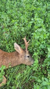 Roe buck hunting in the Iron Mountains 2026 2