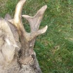 Roe deer hunting in the Iron Mountains (4)