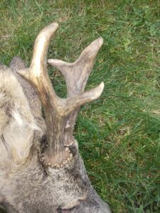 Roe buck hunting in the Iron Mountains 2026 1