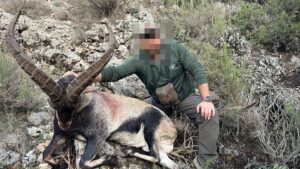 Hunting of Southeastern ibex in Spain 2026/2027 0