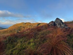 Red deer hunting in Scotland 2026/2027 0