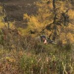 Hunting the Scottish Highlands