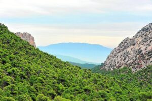 Hunting of southeastern ibex in Spain 2026/2027 2