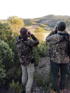 Hunting of southeastern ibex in Spain 2026/2027 1
