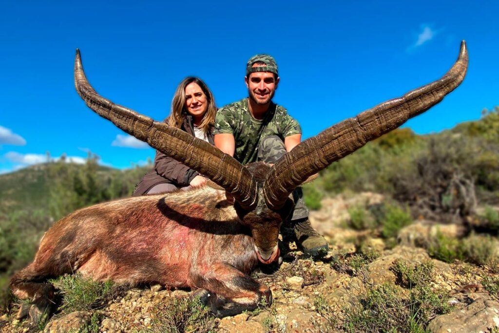Spain ibex