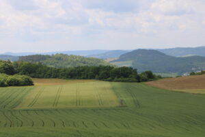 Badger hunting in Beroun region 2026 3