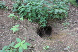Badger hunting in Beroun region 2026 2