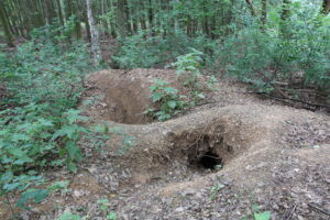Badger hunting in Beroun region 2026 1