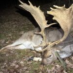 Fallow buck hunting in the game preserve Víno
