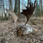 Fallow buck hunting in the game preserve Víno