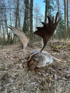 Fallow Buck Hunt in the Game Preserve Víno 2026/2027 3