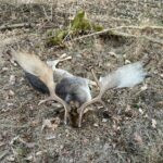 Fallow buck hunting in the game preserve Víno