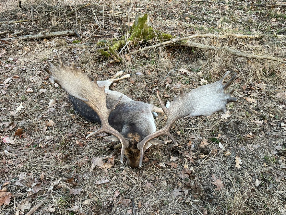 Fallow Buck Hunt in the Game Preserve Víno 2026/2027