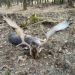 Fallow deer hunting in the game preserve Víno