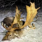 Fallow Buck Hunt in the Game Preserve Víno