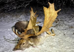 Fallow Buck Hunt in the Game Preserve Víno 2026/2027 0