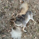 Fallow deer hunt in the game preserve Víno