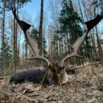 Fallow buck hunt in the game preserve Víno