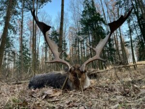Fallow Buck Hunt in the Game Preserve Víno 2026/2027 1