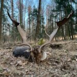 Fallow buck hunt in the game preserve Víno
