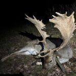 Fallow buck hunt in the game preserve Víno