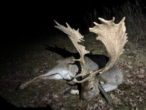 Fallow Buck Hunt in the Game Preserve Víno 2026/2027 2