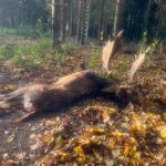 Fallow deer hunting in Kokořín region