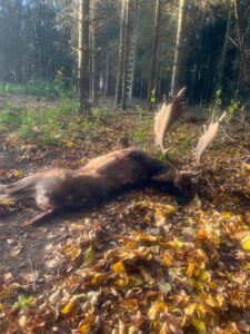 Fallow buck hunt in Kokorin region Czechia 2026 1