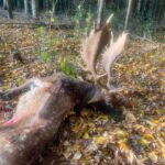 Fallow deer hunting in Kokořín region