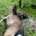 Fallow deer hunting in Kokořín region