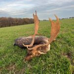 Fallow deer hunting in Kokořín region