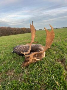 Fallow buck hunt in Kokorin region Czechia 2026 2
