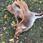 Fallow deer hunting in Kokořín region